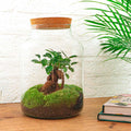 DIY Planten terrarium met licht - Milky Bonsai - Ø 21 cm ↑ 30 cm - Rake + Shovel + Tweezer + Scissors