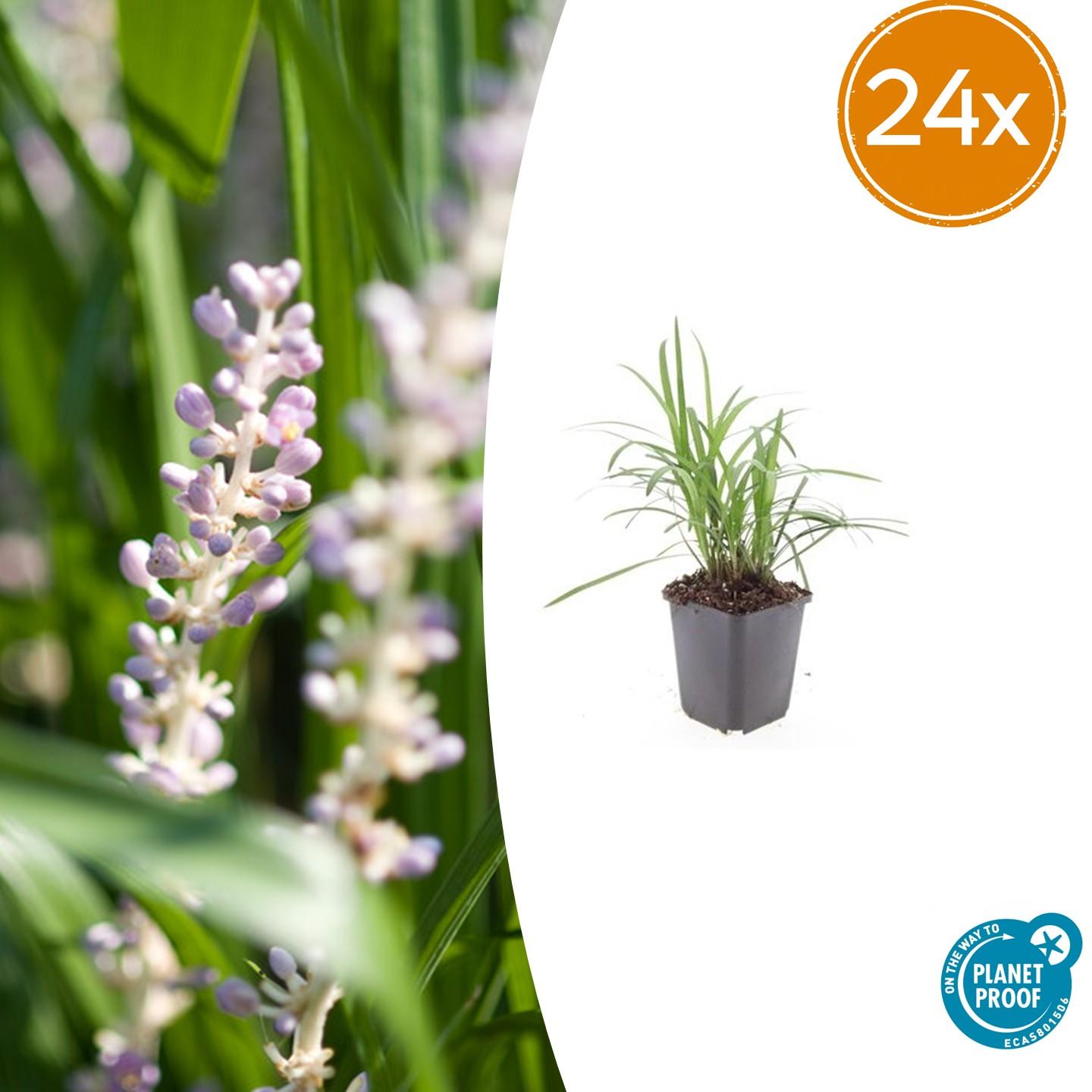 24x Liriope muscari 'Moneymaker' - ↕10-25cm - Ø9cm