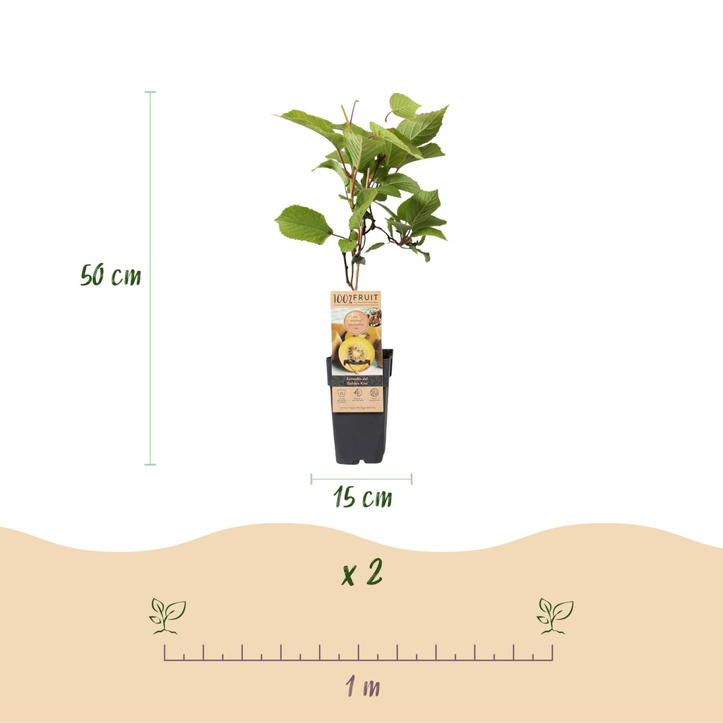 Green boutiQ - Fruitplant - Gele Kiwi - Actinidia deliciosa Golden Kiwi - Gele Vrucht - 2 planten - Pot 15cm Hoogte 50cm