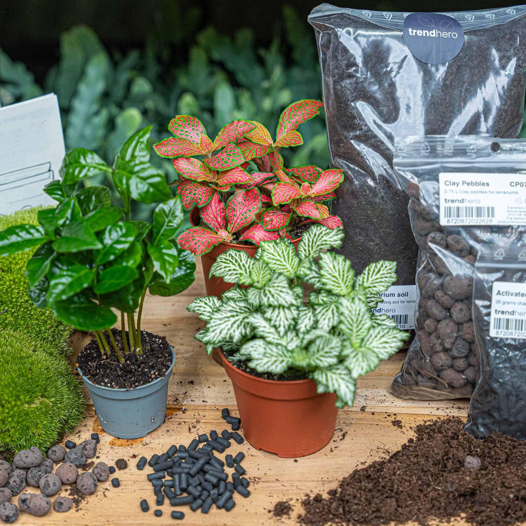Planten terrarium navulling & startpakket - Coffea Arabica