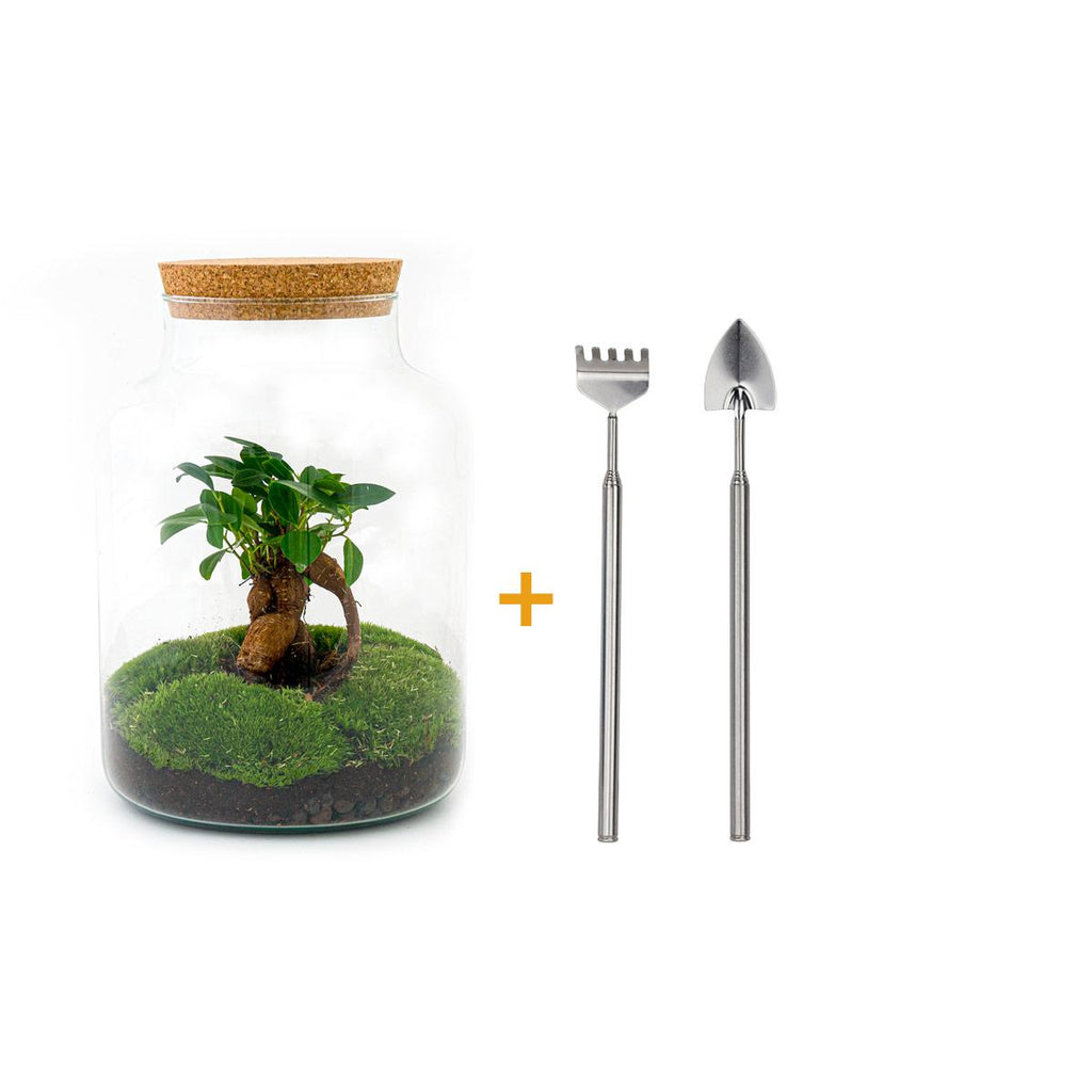 DIY Planten terrarium met licht - Milky Bonsai - Ø 21 cm ↑ 30 cm - Rake + Shovel