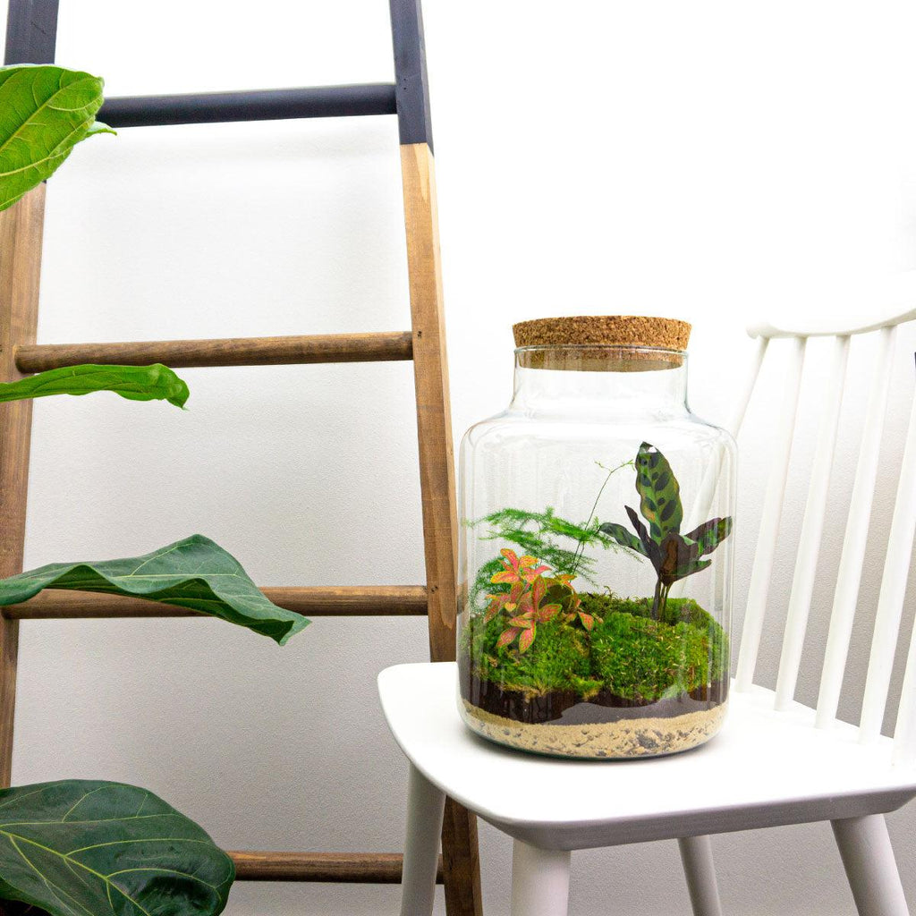DIY Planten terrarium met licht - Milky - Ø 21 cm ↑ 30 cm - No tools