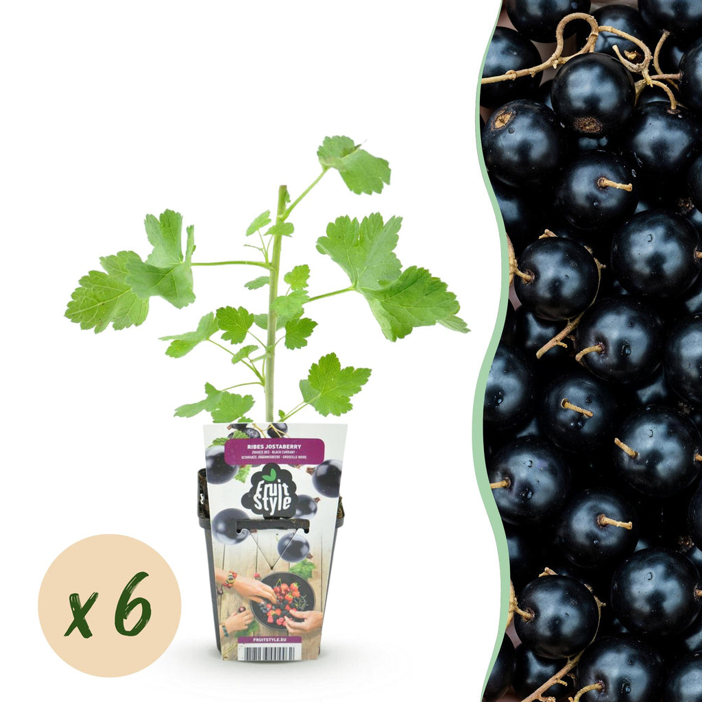 Green boutiQ - Fruitplanten - Jostabes - Ribes Jostabes - Winterhard - 6 Planten - Pot 9 cm - Zwarte Bes