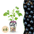 Green boutiQ - Fruitplanten - Jostabes - Ribes Jostabes - Winterhard - 6 Planten - Pot 9 cm - Zwarte Bes