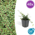 48x Cotoneaster pr. 'Queen of Carpets' - ↕10-25cm - Ø9cm