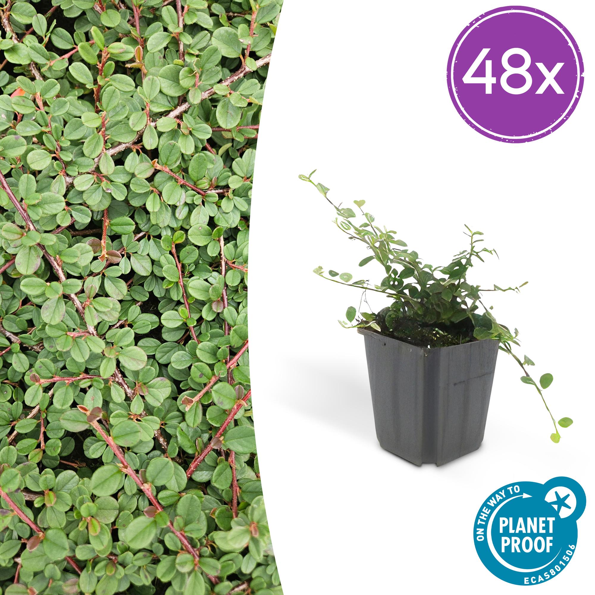 48x Cotoneaster pr. 'Queen of Carpets' - ↕10-25cm - Ø9cm