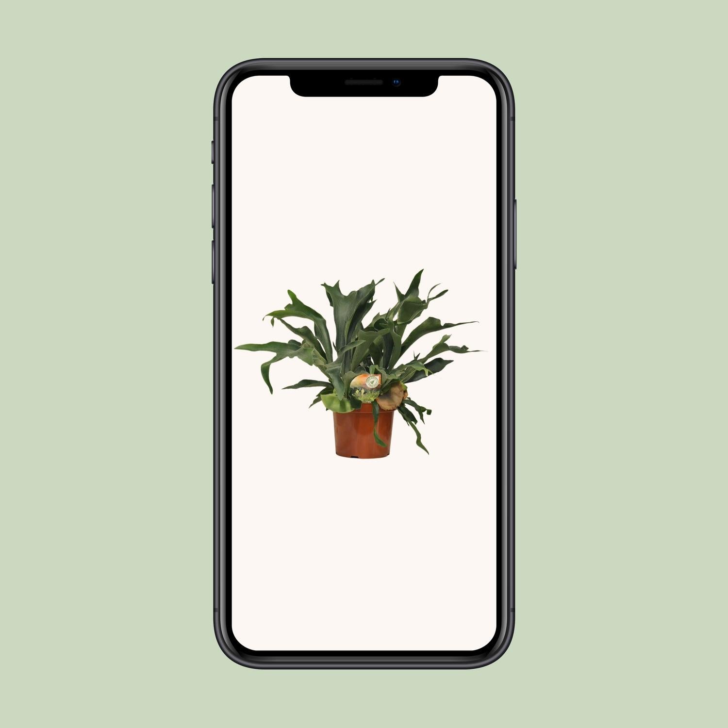 Platycerium Bifurcatum - Ø26cm - ↕80cm