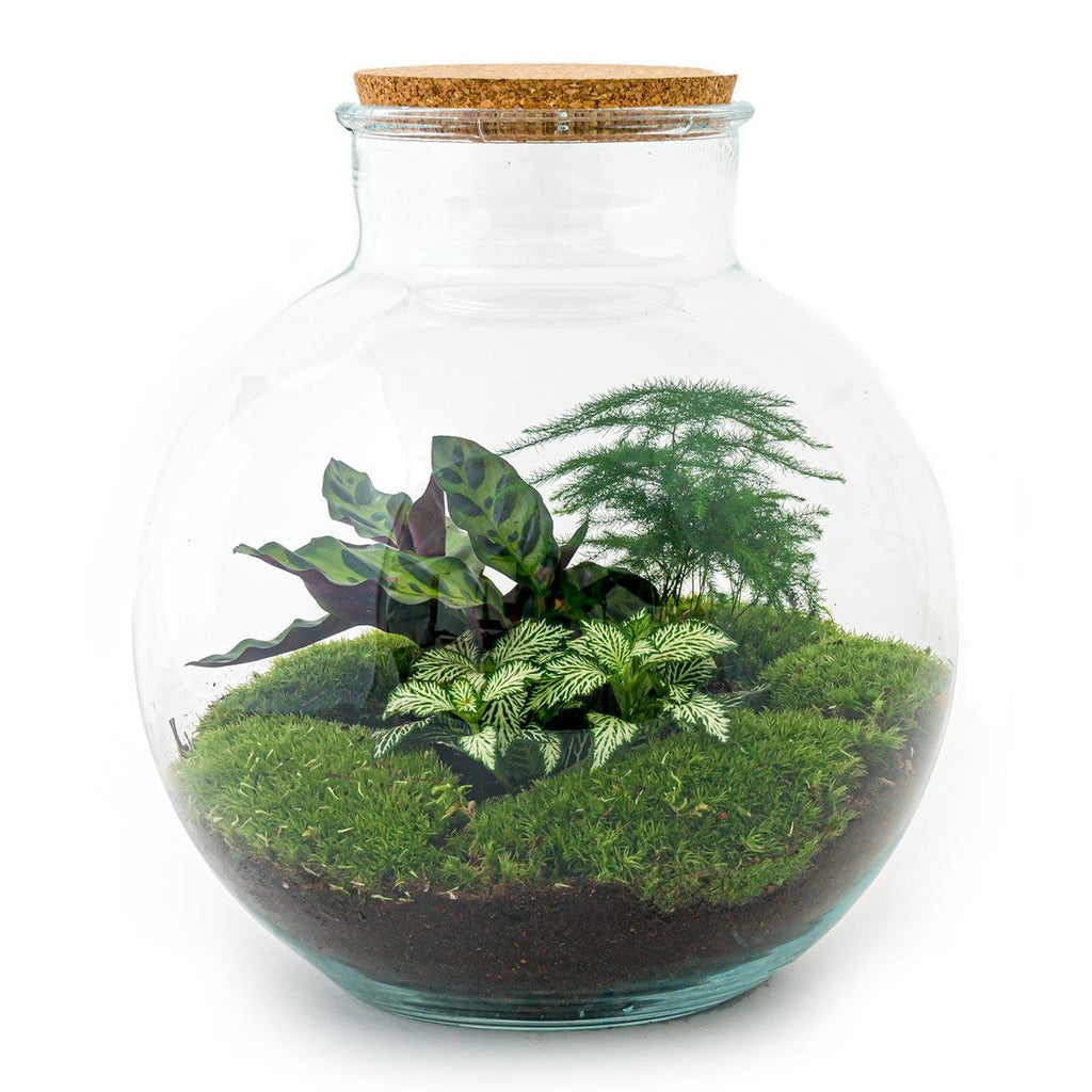 DIY Planten terrarium (met verlichting) - Bolder Bob - Ø 31 cm ↑ 30 cm - Rake + Shovel + Tweezer + Scissors