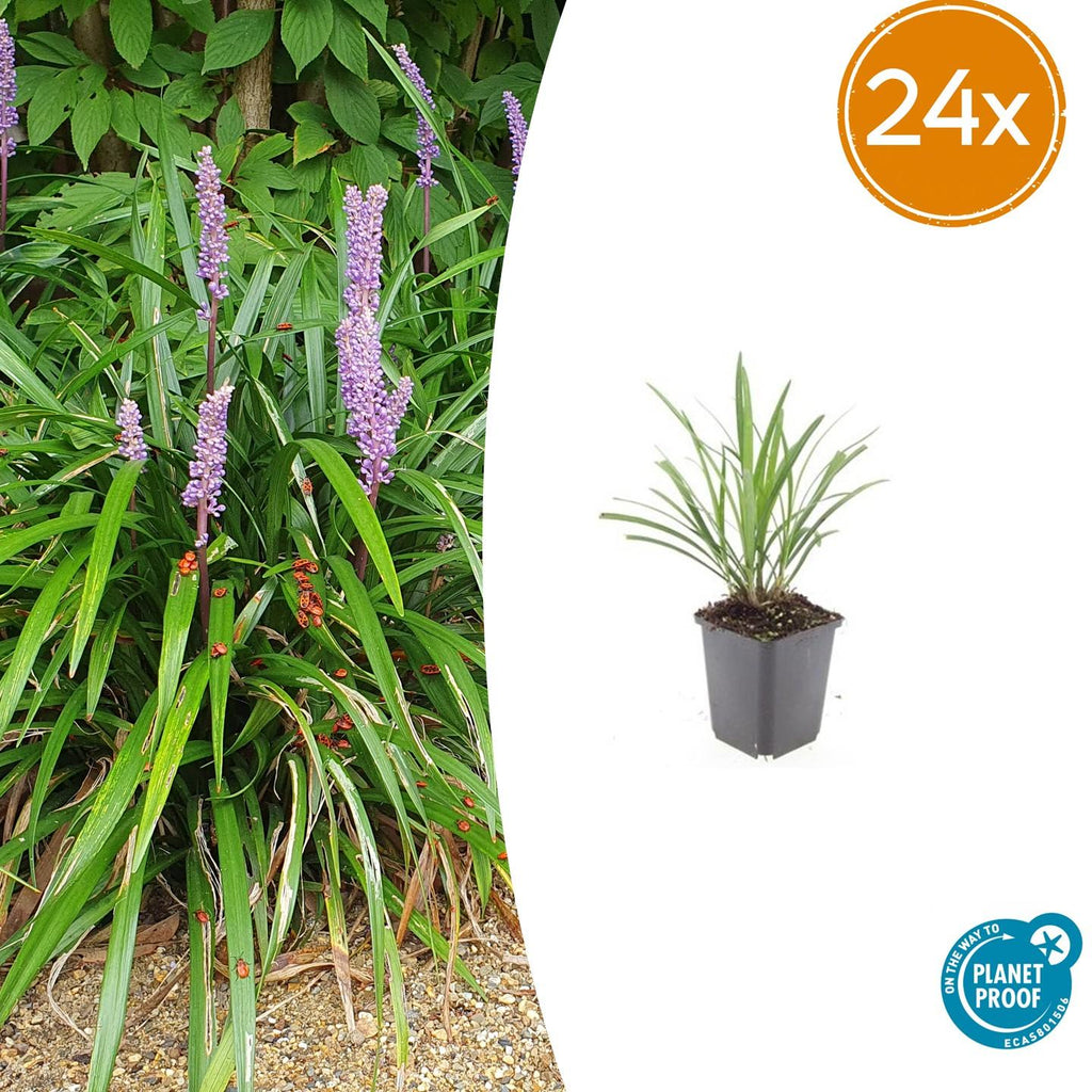 24x Liriope muscari 'Ingwersen' - ↕10-25cm - Ø9cm