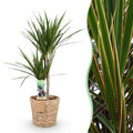 Green BoutiQ - Green is... Kamerplanten - Dracaena Marginata - Drakenbloedboom - Weinig onderhoud - met mand - Groen - 1 Plant - Pot 21cm - Hoogte 90-100cm
