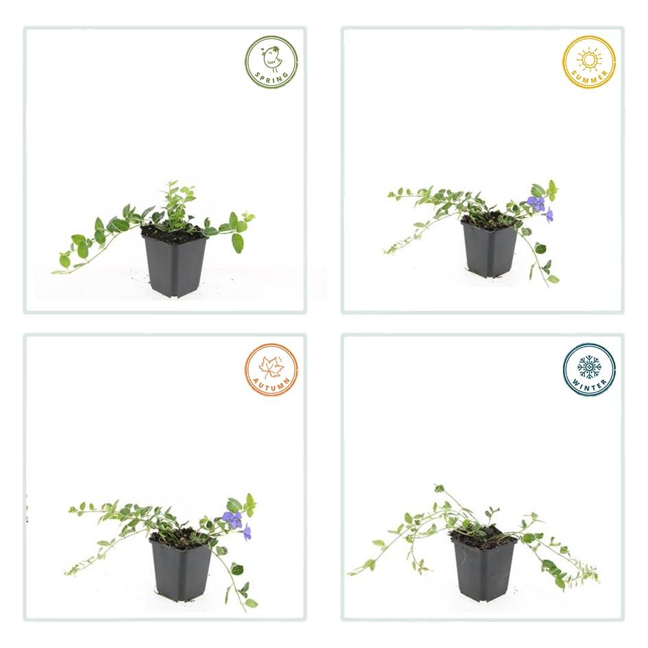 20x Vinca minor 'Argenteovariegata' - ↕10-25cm - Ø9cm