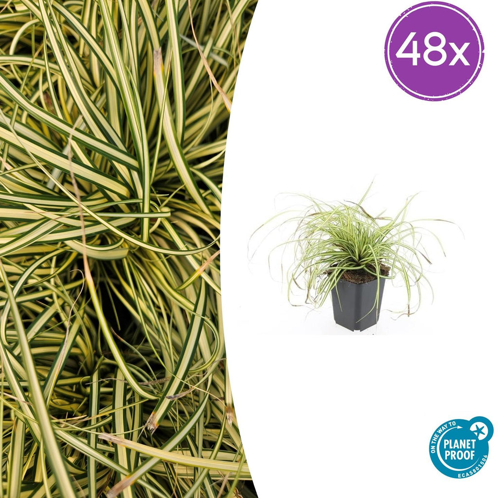 48x Carex oshim. 'Evergold'  - ↕10-25cm - Ø9cm