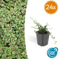 24x Cotoneaster pr. 'Queen of Carpets' - ↕10-25cm - Ø9cm