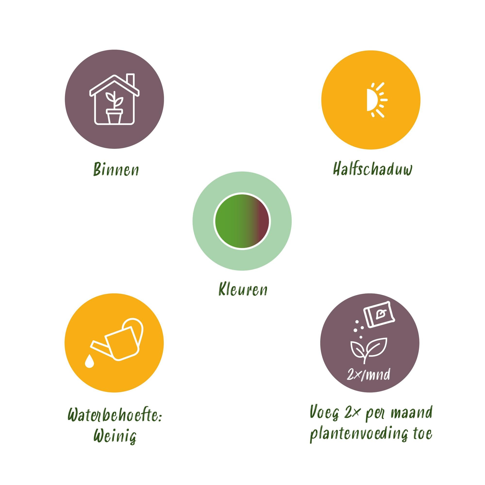 Green BoutiQ - Green is... Kamerplanten - Dracaena Marginata Bicolor - Drakenbloedboom - Weinig onderhoud - met mand - Groen - 1 Plant - Pot 21cm - Hoogte 90-100cm