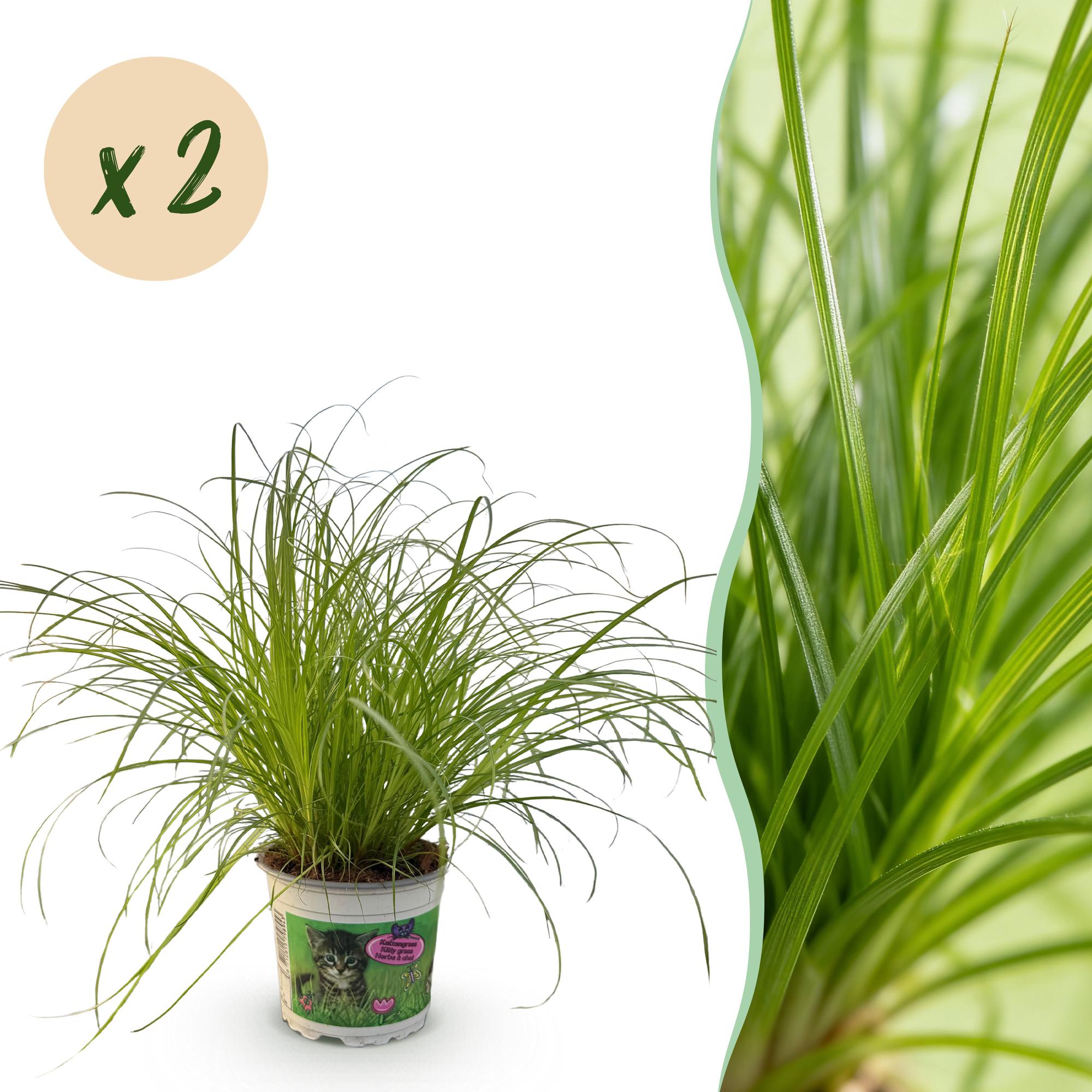 Green boutiQ - Kamerplant - Cyperus alternifolius Zumula - Kattengras - Huisdiervriendelijk - Groen - 2 Planten - Pot 12cm - Hoogte 28-30cm