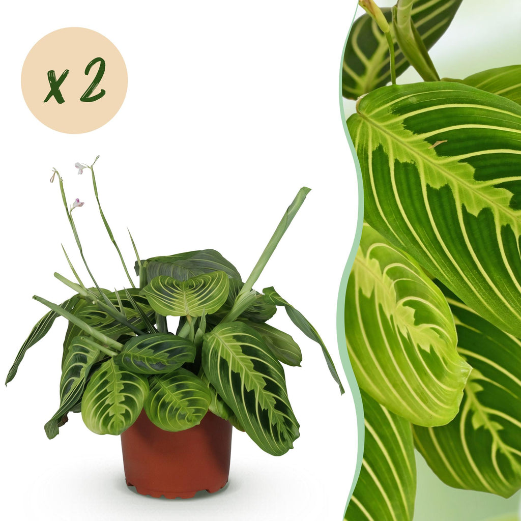 Green boutiQ - Kamerplant - Maranta Fascinator Lemon Lime - Gebedsplant - Huisdiervriendelijk - Groen - 2 Planten - Pot 12cm - Hoogte 30-35cm