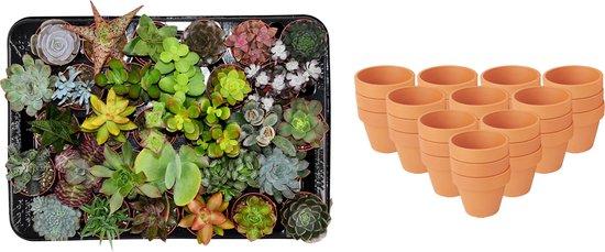 Mini Succulenten Mix - 30 Stuks - Ø 8,1 cm - Hoogte: 5-10 cm - Terracotta Potten