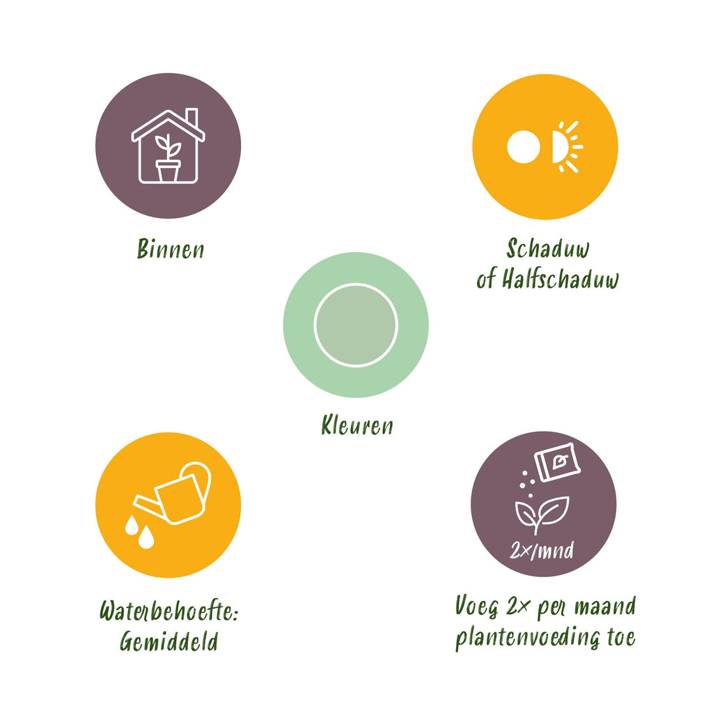 Green BoutiQ - Green is... Kamerplanten - Aglaonema Silver Bay - Zilverblad - Weinig onderhoud - met mand - Groen - 1 Plant - Pot 17cm - Hoogte 70-75cm