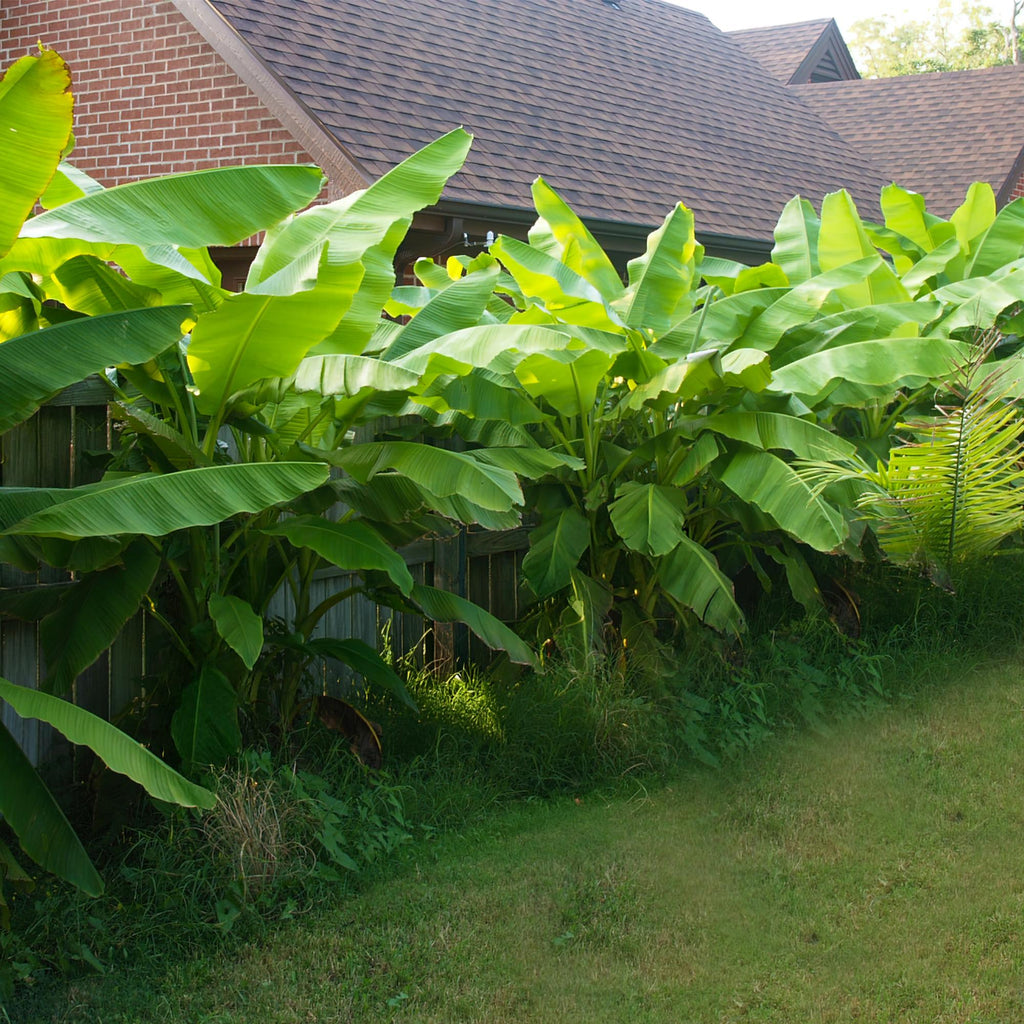 Green boutiQ - Fruitplant - Bananen plant - Musa Basjoo - Winterhard - 2 planten - Pot 17cm Hoogte 40cm
