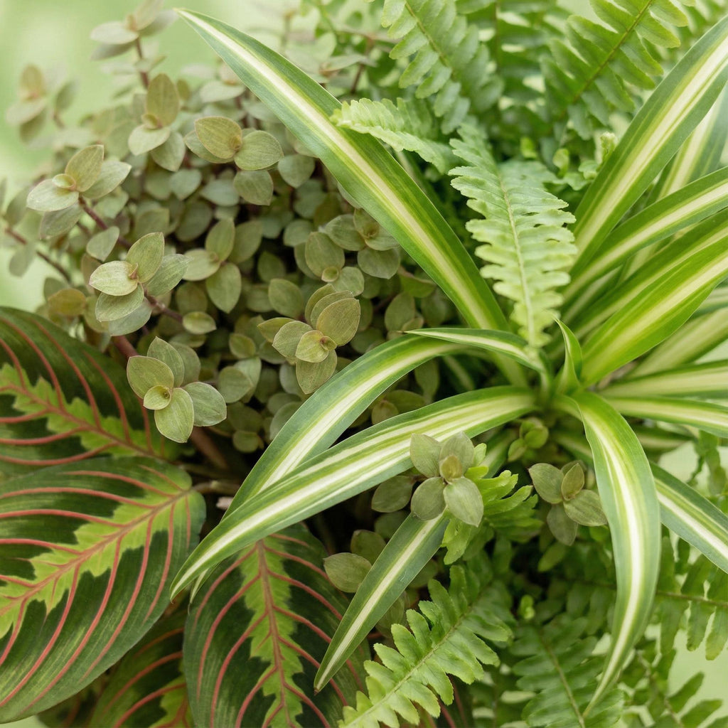 Green boutiQ - Kamerplant - Chlorophytum - Maranta - Calissia - Nephrolepsis - Mix van 4 - Huisdiervriendelijke Planten - Groen - 4 Planten - Pot 12cm - Hoogte 25cm