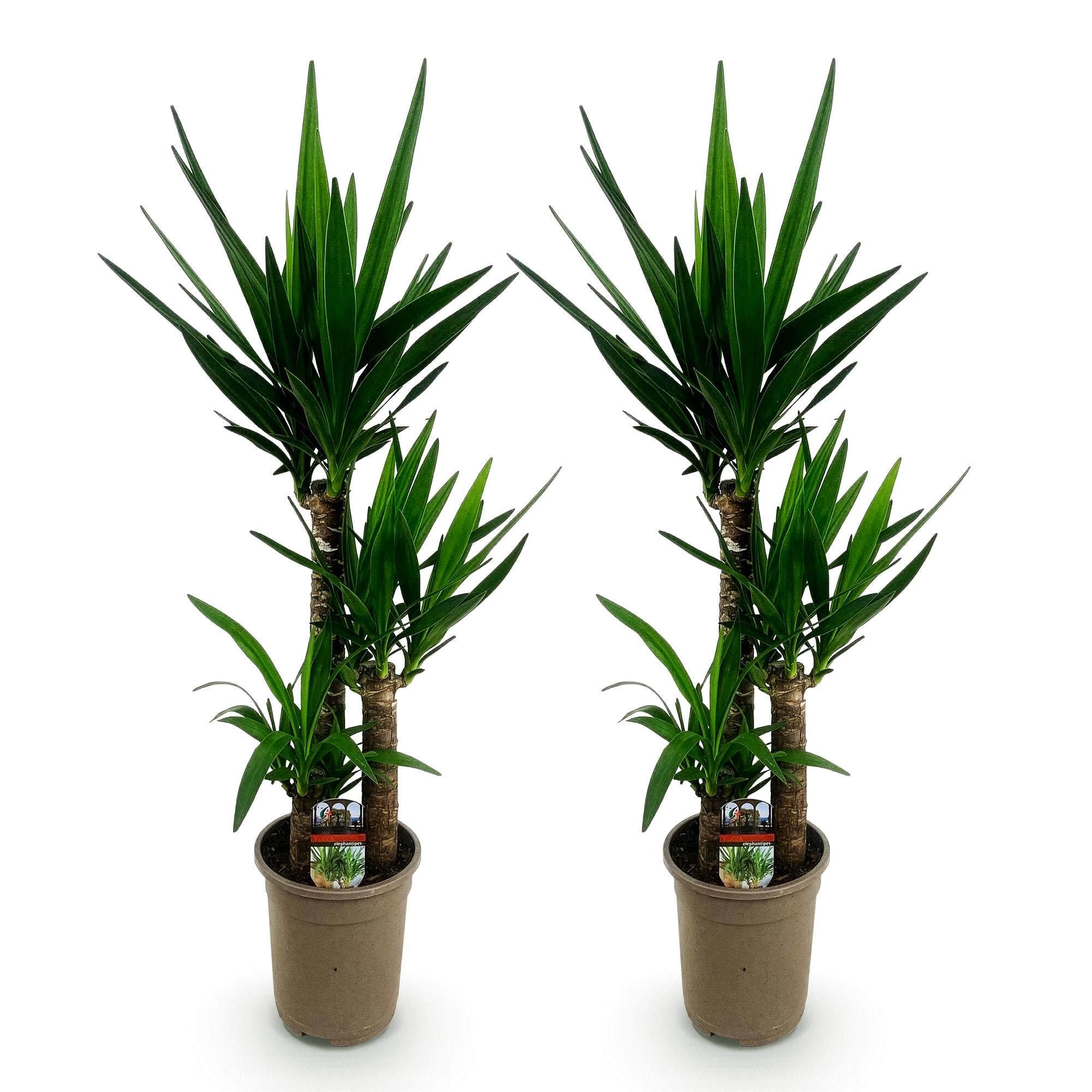 Green boutiQ - Kamerplant - Yucca elephantipes - Yucca - Weinig onderhoud - Groen - 2 - Pot 21cm - Hoogte 100cm