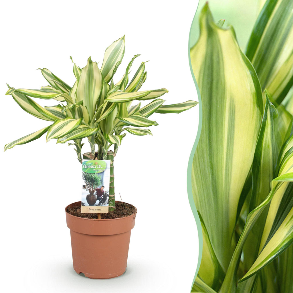 Green BoutiQ - Green is... Kamerplanten - Dracaena fragrans Diamond Dream - Drakenbloedboom - Weinig onderhoud - Groen - 1 Plant - Pot 17cm - Hoogte 50-55cm