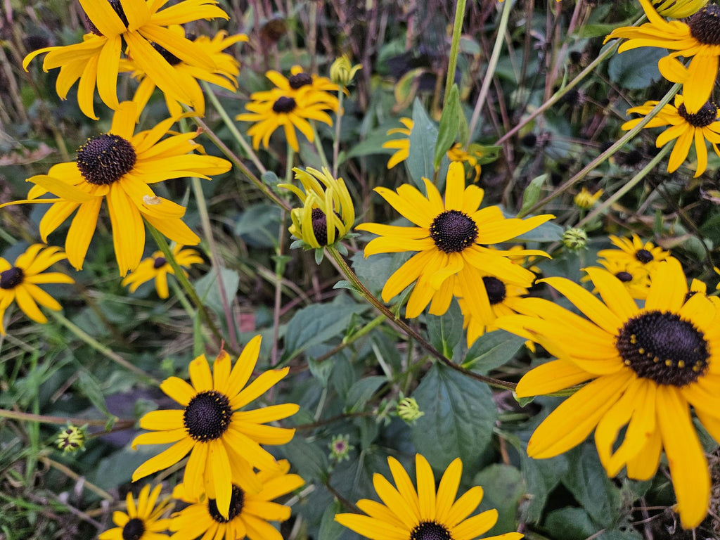 20x Rudbeckia fulgida 'Goldsturm' - ↕10-25cm - Ø9cm