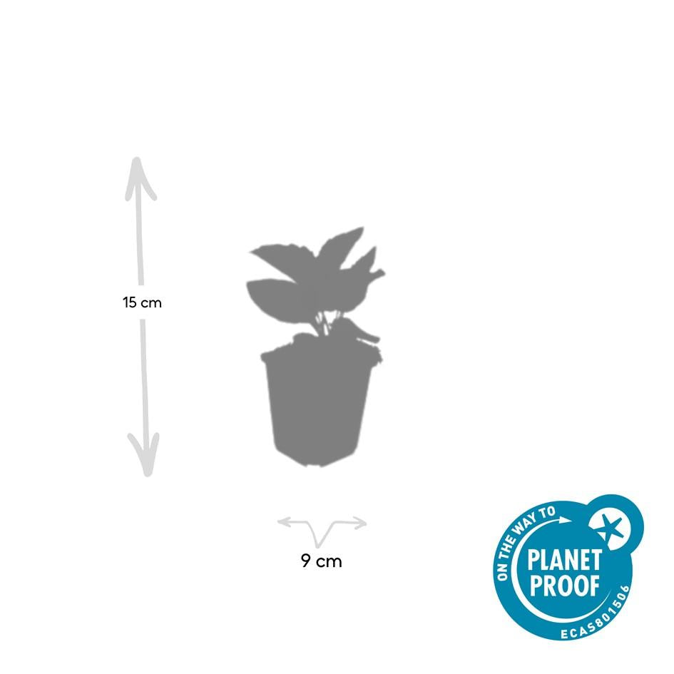 20x Rudbeckia fulgida 'Goldsturm' - ↕10-25cm - Ø9cm