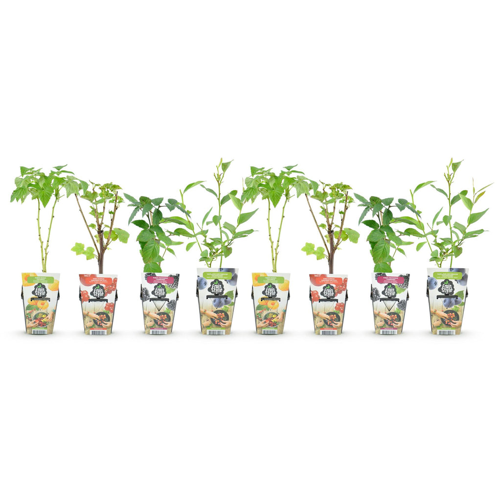 Green boutiQ - Fruitplanten - Rainbow - Rode Bes - Gele Framboos - Zwarte Braam - Blauwe Bes - Winterhard - 8 Planten - Pot  9cm