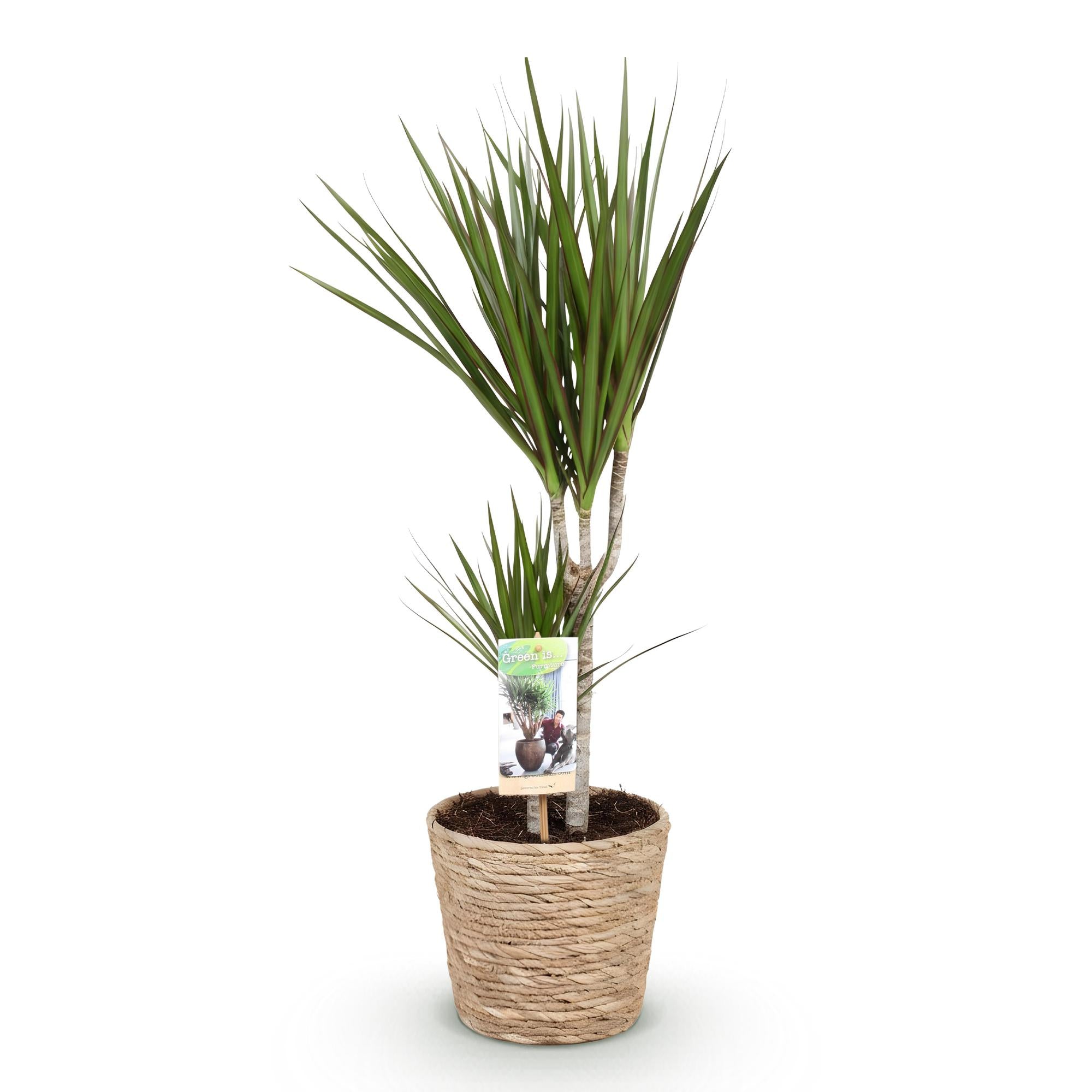 Green BoutiQ - Green is... Kamerplanten - Dracaena Marginata - Drakenbloedboom - Weinig onderhoud - met mand - Groen - 1 Plant - Pot 17cm - Hoogte 70-80cm
