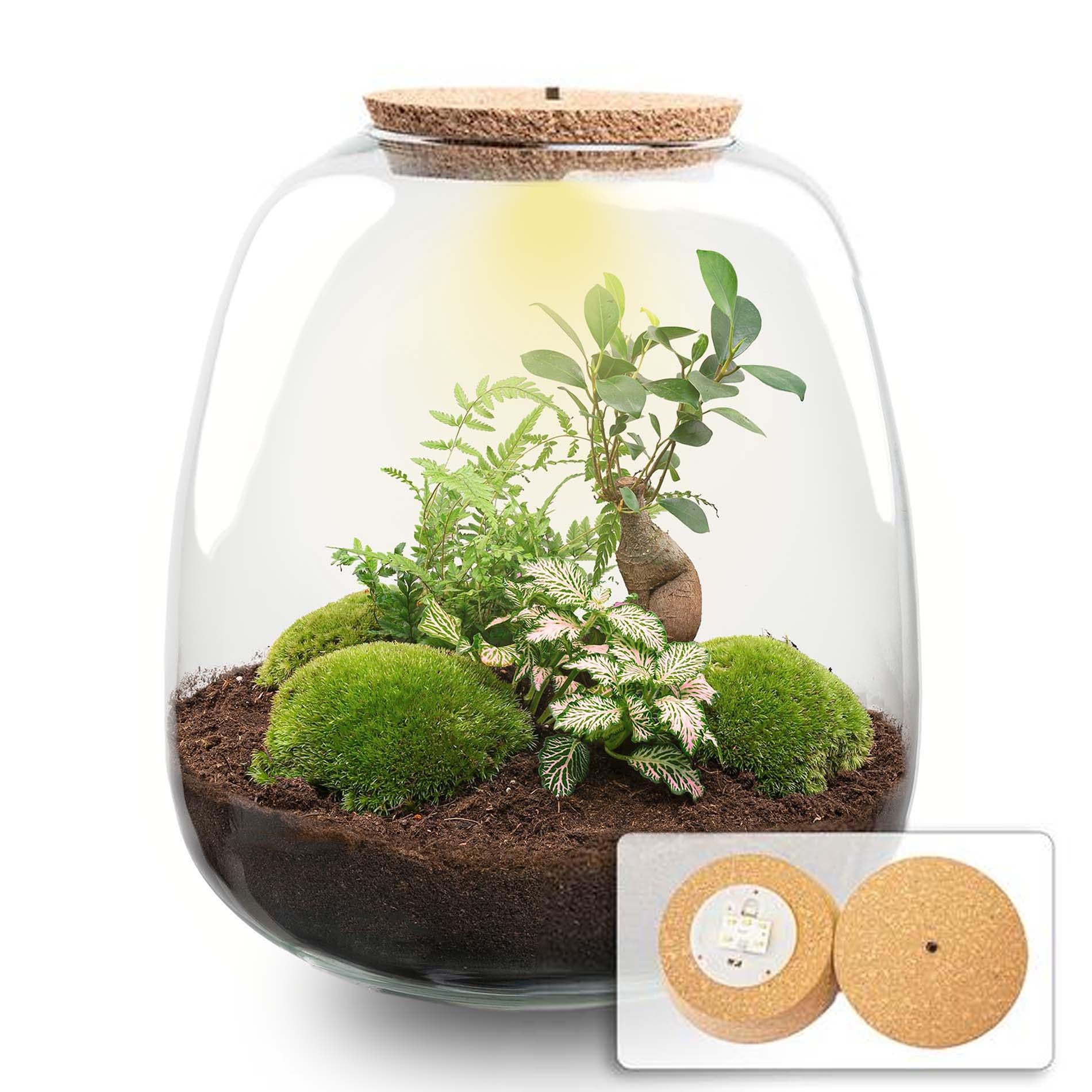 Planten terrarium - Emma - DIY kit - ↑ 25 cm - Ø 23 cm - Bonsai Pink