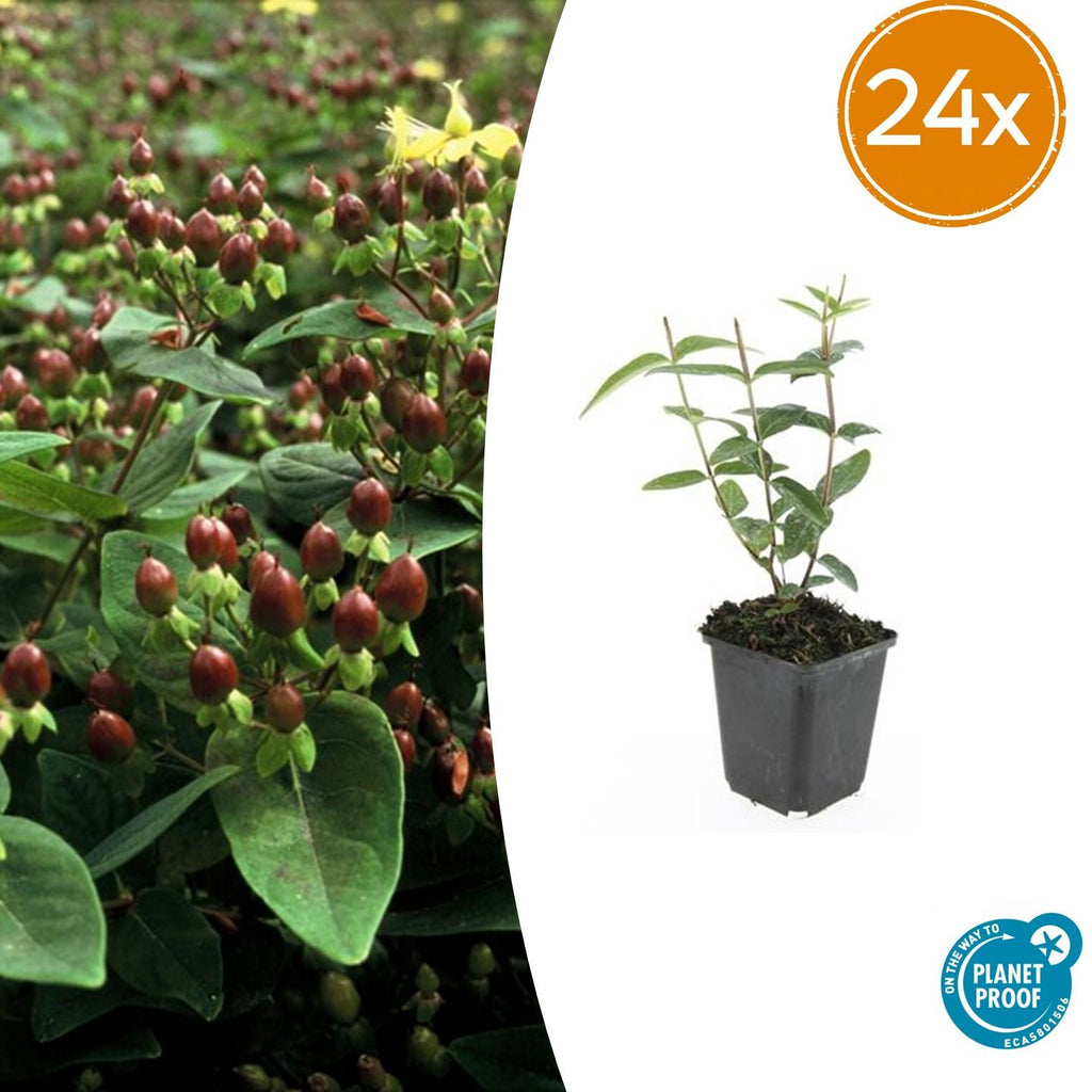 24x Hypericum inodorum - ↕10-25cm - Ø9cm
