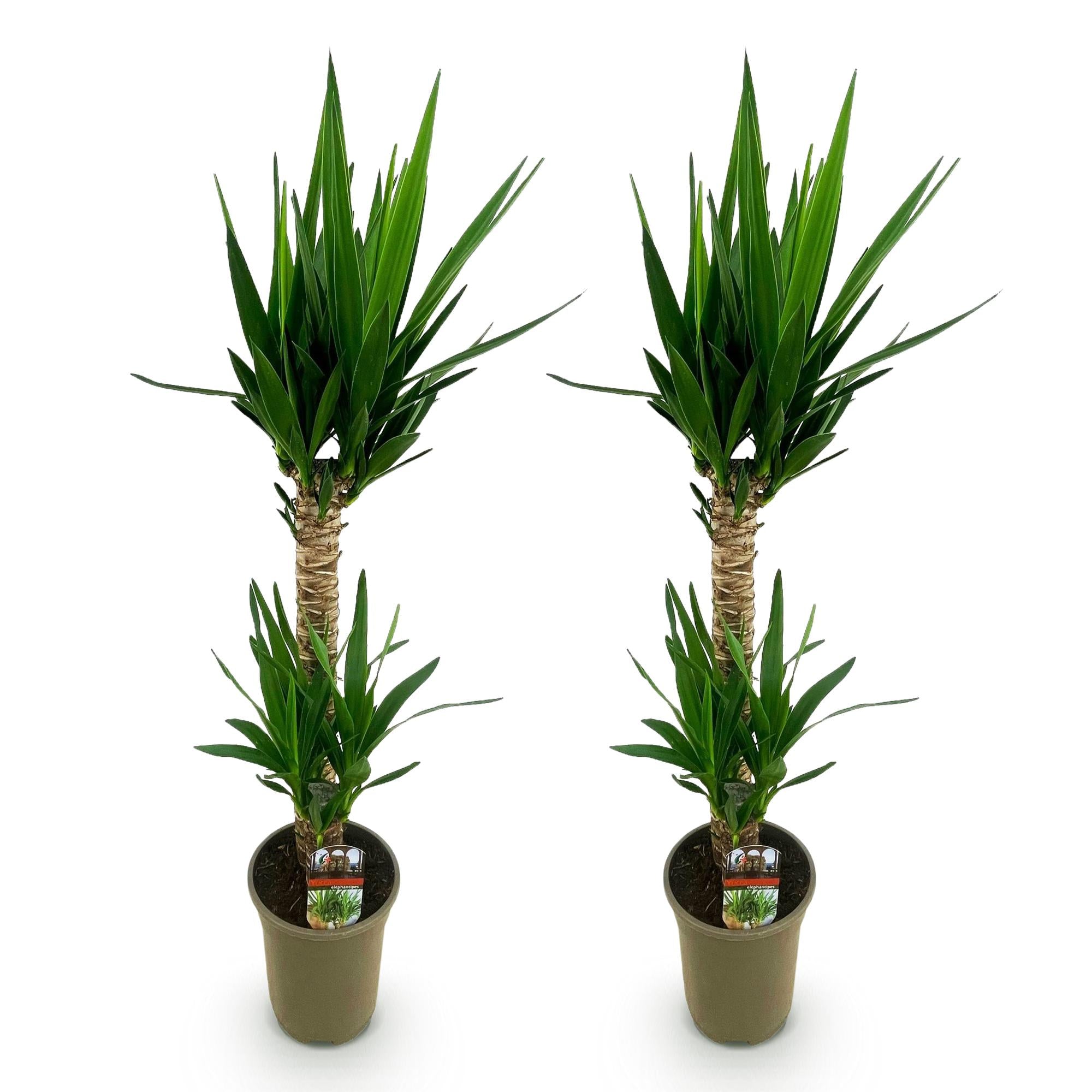 Green boutiQ - Kamerplant - Yucca elephantipes - Yucca - Weinig onderhoud - Groen - 2 - Pot 19cm - Hoogte 120cm