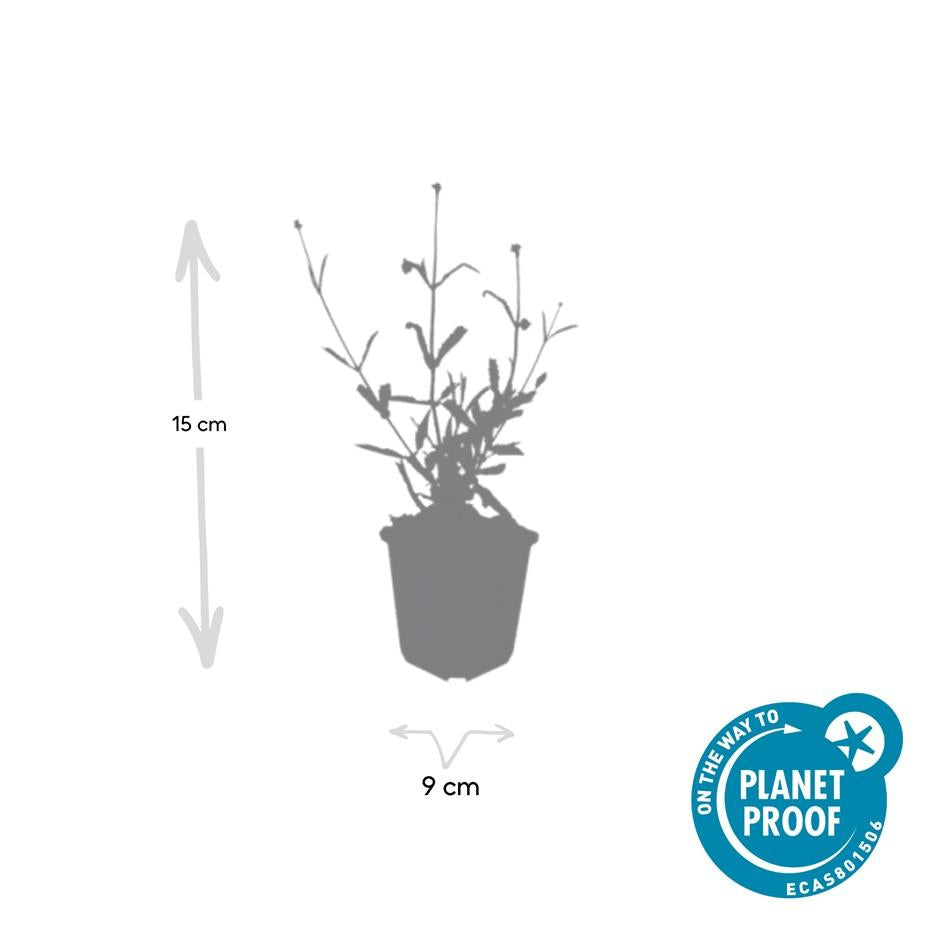 24x Verbena bon. 'Lollipop' - ↕10-25cm - Ø9cm