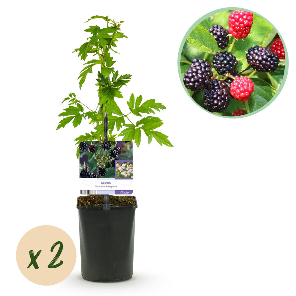 Green boutiQ - Fruitplant - Braam - Rubus Thornfree Evergreen - Zwarte Braam - Doornloos - 2 planten -  Pot 11cm Hoogte 40cm
