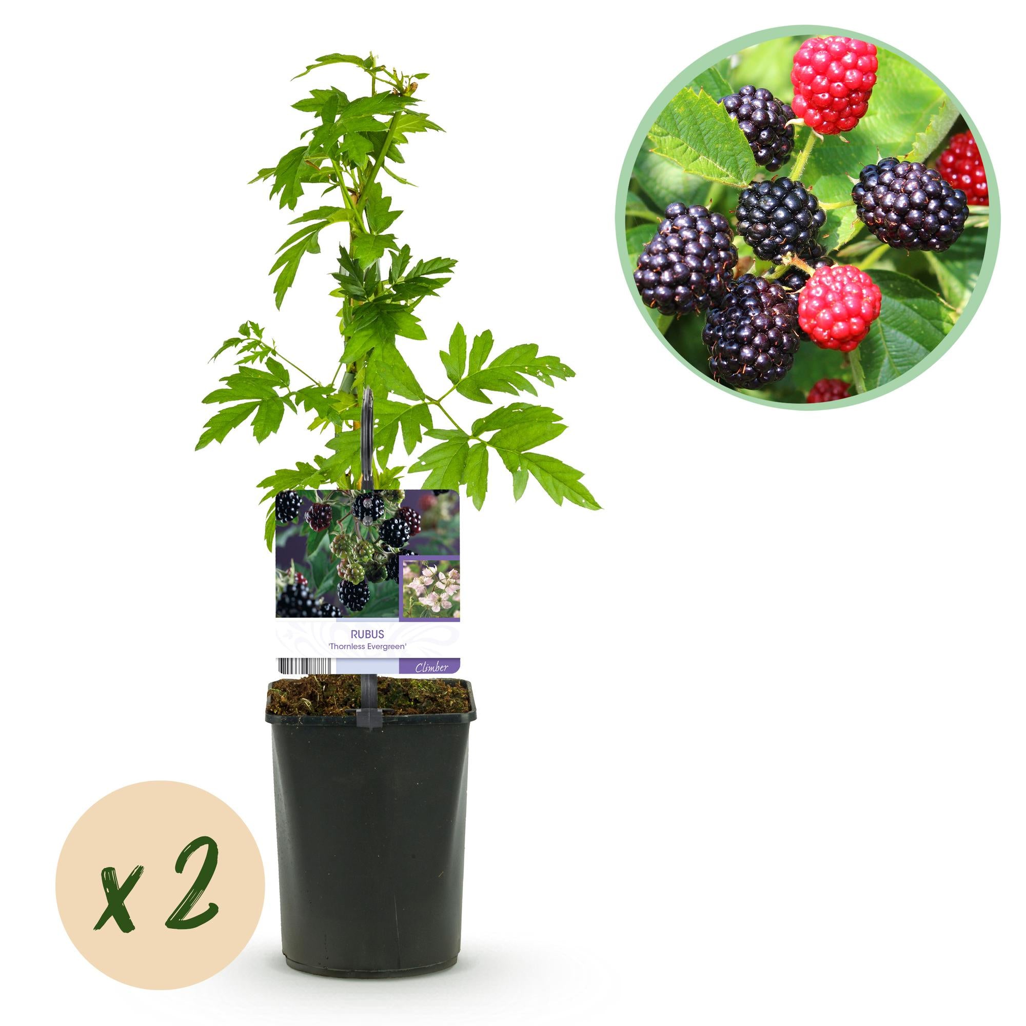 Green boutiQ - Fruitplant - Braam - Rubus Thornfree Evergreen - Zwarte Braam - Doornloos - 2 planten -  Pot 11cm Hoogte 40cm