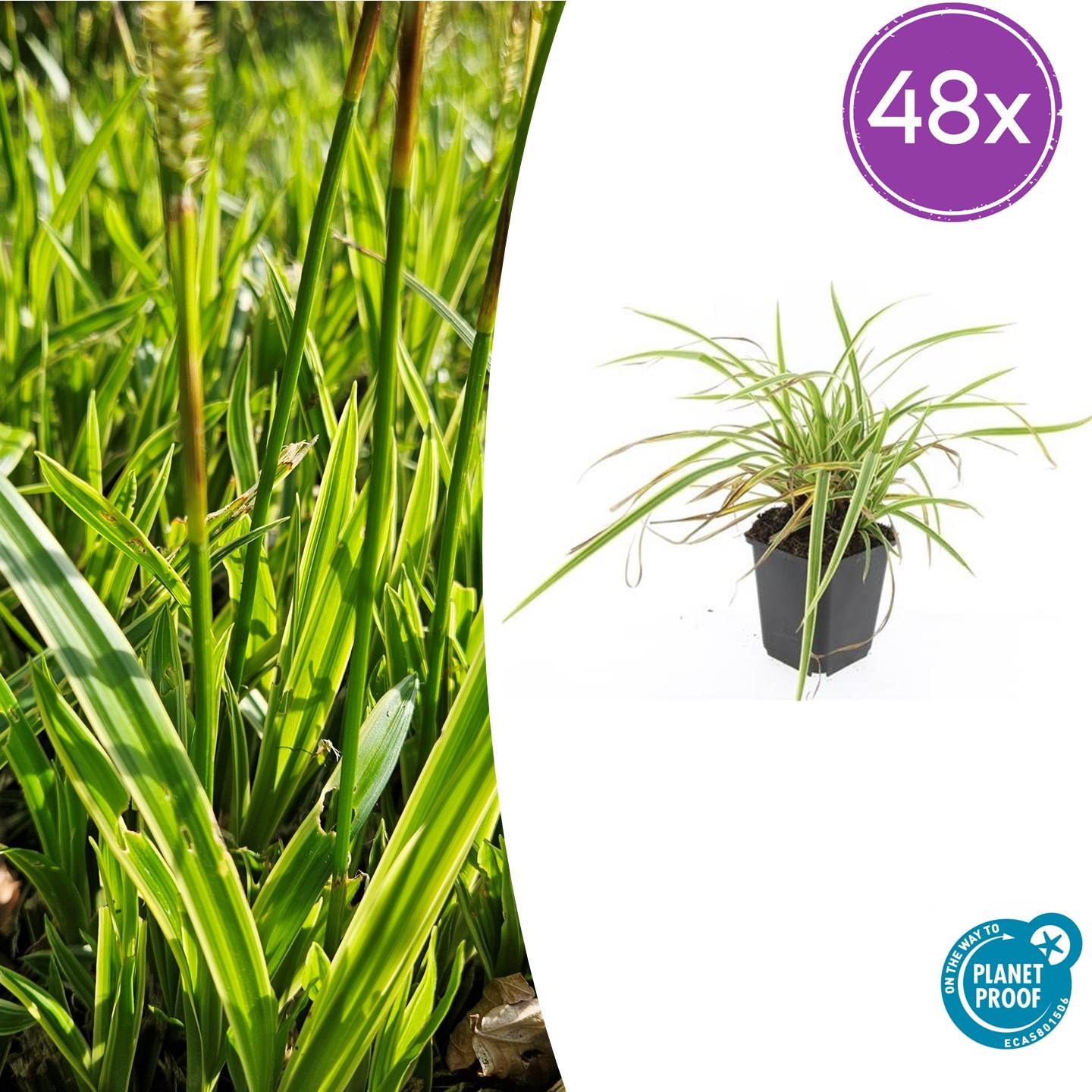 48x Carex morrowii 'Aureovariegata'  - ↕10-25cm - Ø9cm