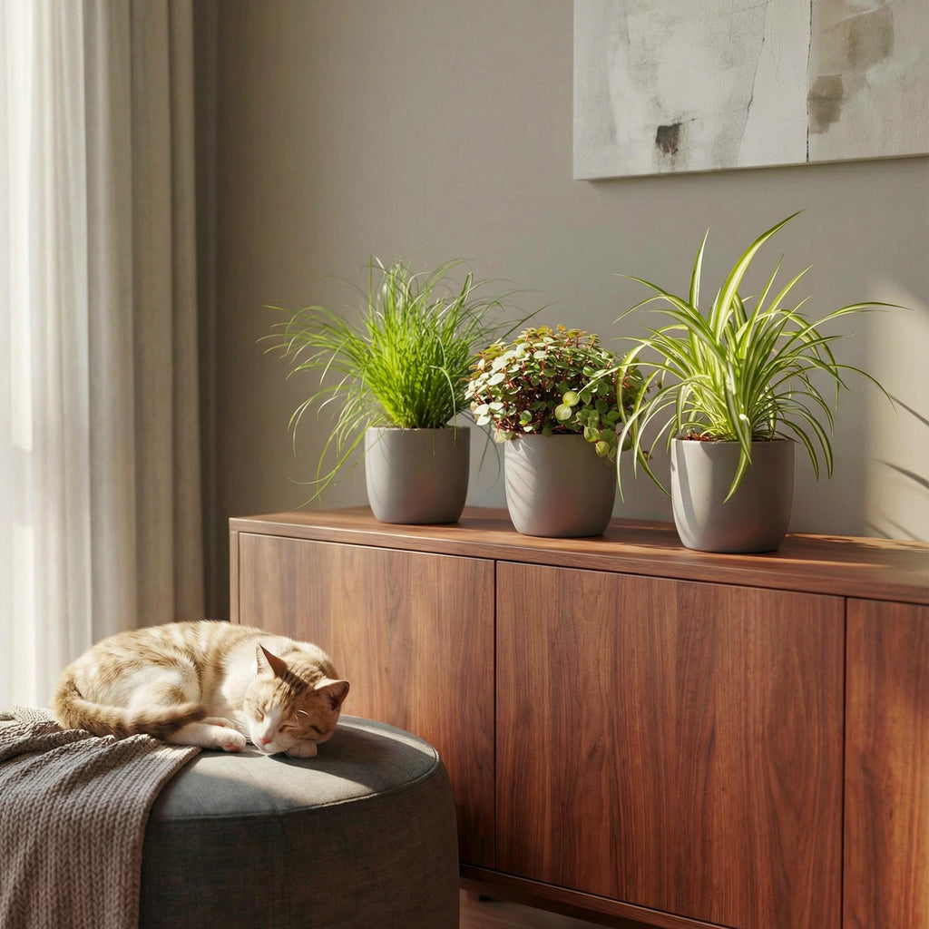 Green boutiQ - Kamerplant - Cyperus - Calissia - Chlorophytum - Mix van 3 - Huisdiervriendelijke Planten - Groen - 3 Planten - Pot 12cm - Hoogte 20cm