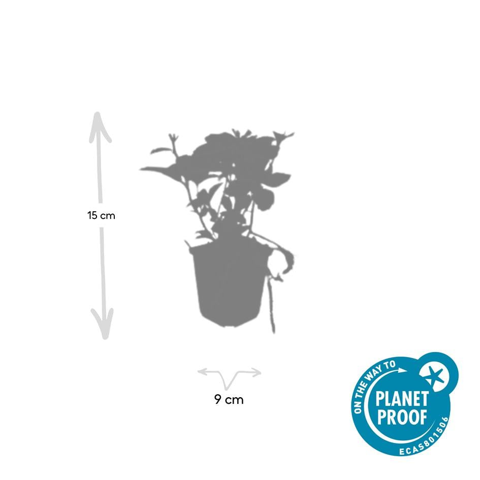 48x Pachysandra terminalis - ↕10-25cm - Ø9cm