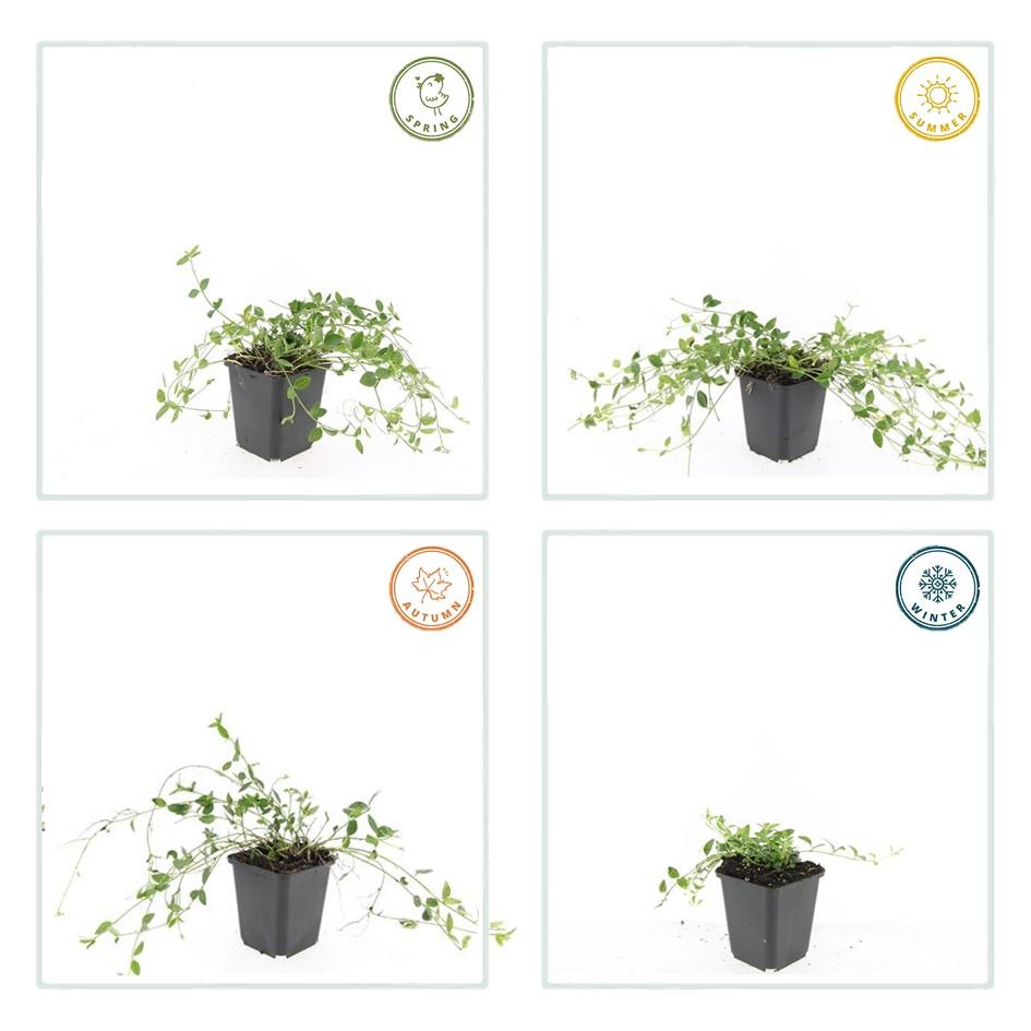 40x Vinca minor 'Gertrude Jekyll' - ↕10-25cm - Ø9cm