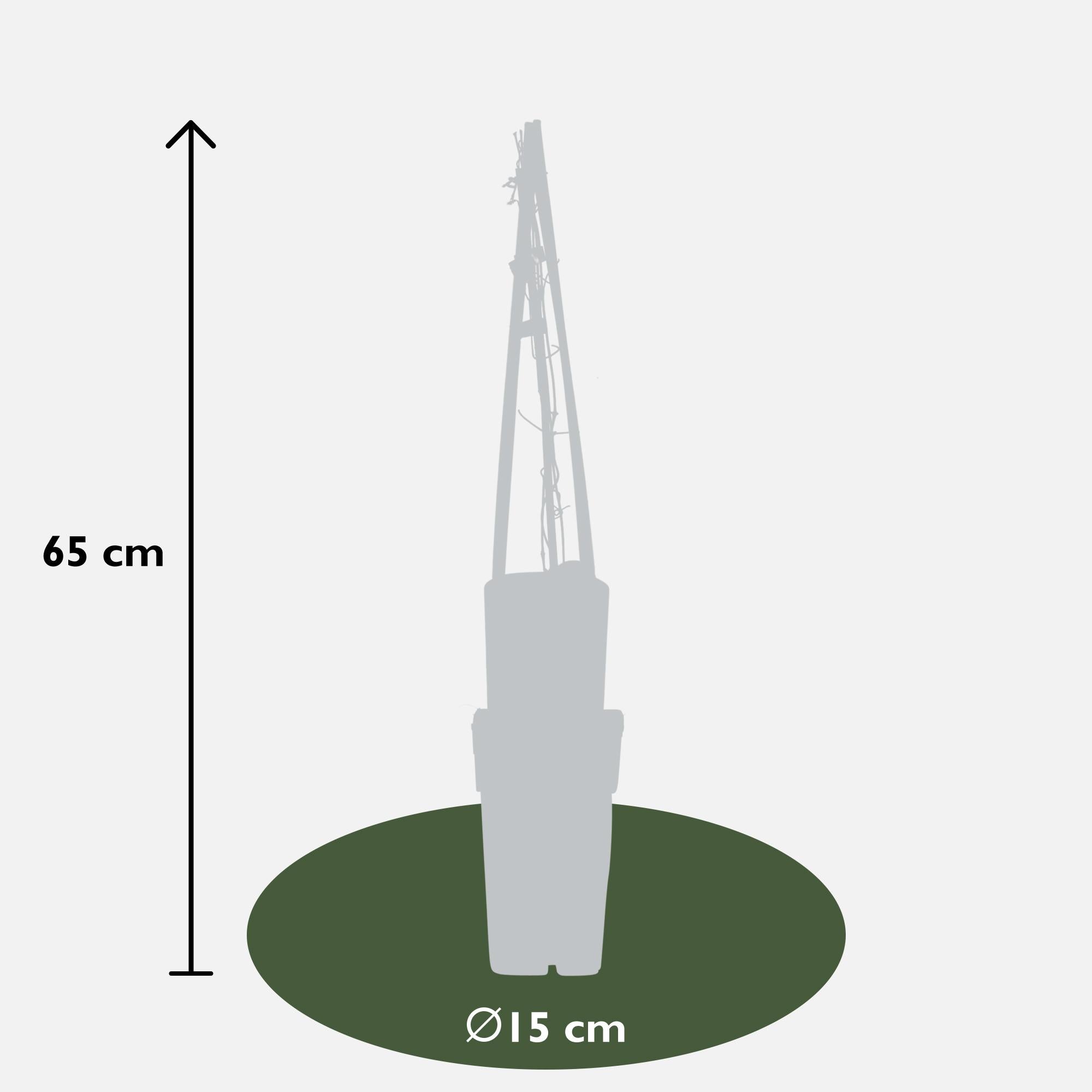 3x - Clematis Multi Blue - ↨65cm - Ø15