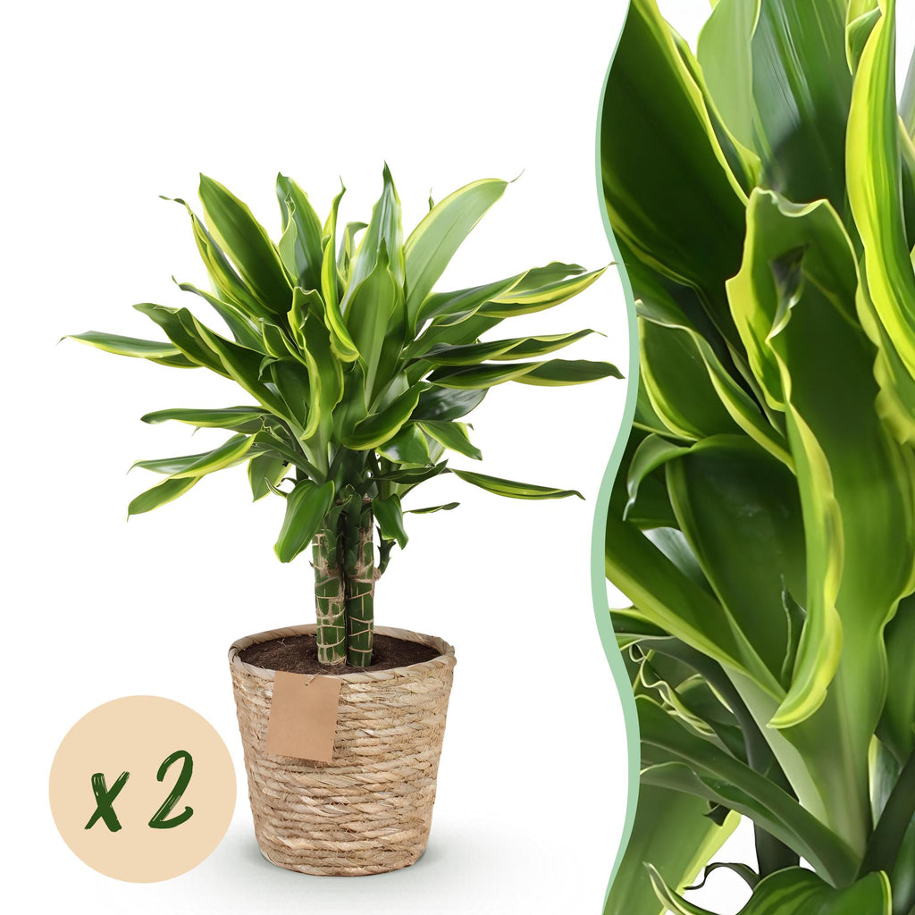 Green BoutiQ - Green is... Kamerplanten - Dracaena fragrans Golden Coast - Drakenbloedboom - Weinig onderhoud - met mand - Groen - 2 Planten - Pot 17cm - Hoogte 50-55cm