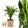 Green BoutiQ - Green is... Kamerplanten - Dracaena fragrans Golden Coast - Drakenbloedboom - Weinig onderhoud - met mand - Groen - 2 Planten - Pot 17cm - Hoogte 50-55cm