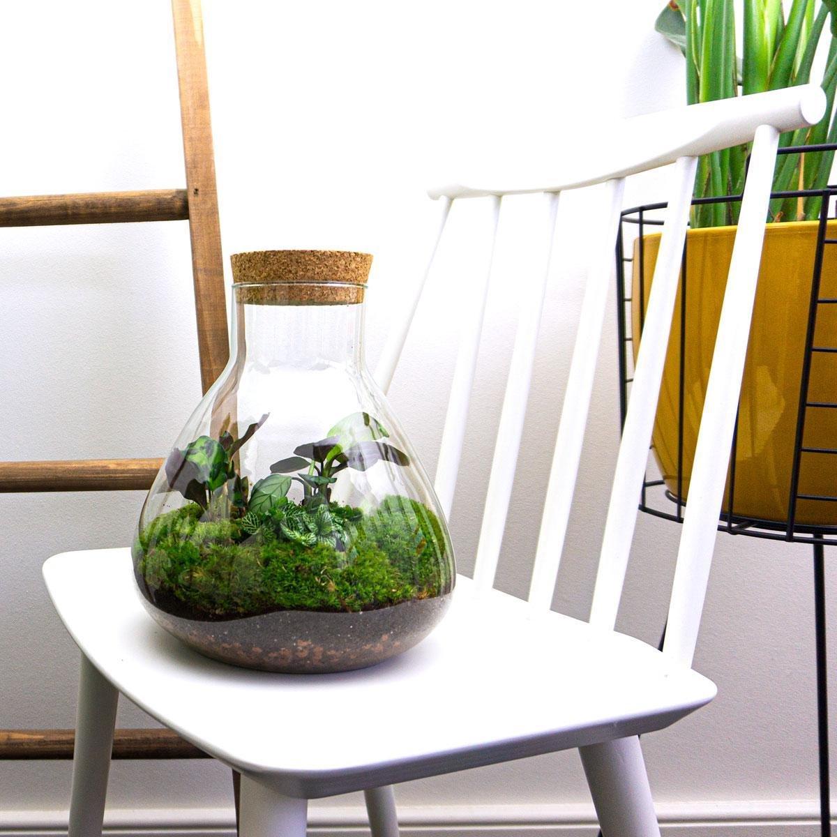 DIY Planten terrarium – Sammie Coffea White – ↕ 27 cm