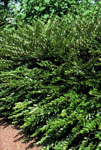 40x Lonicera pileata 'Purple Pearl' - ↕10-25cm - Ø9cm