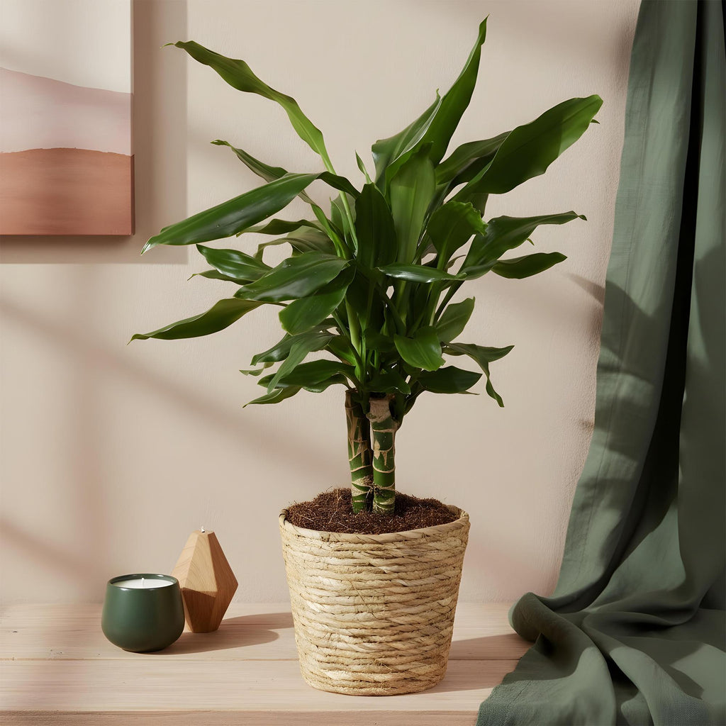 Green BoutiQ - Green is... Kamerplanten - Dracaena fragrans Steudneri - Drakenbloedboom - Weinig onderhoud - met mand - Groen - 1 Plant - Pot 17cm - Hoogte 50-55cm
