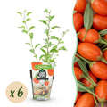 Green boutiQ - Fruitplanten - Goijbes - Lycium Barbarum - Winterhard - 6 Planten - Pot 9 cm - Oranje - Rode Vrucht