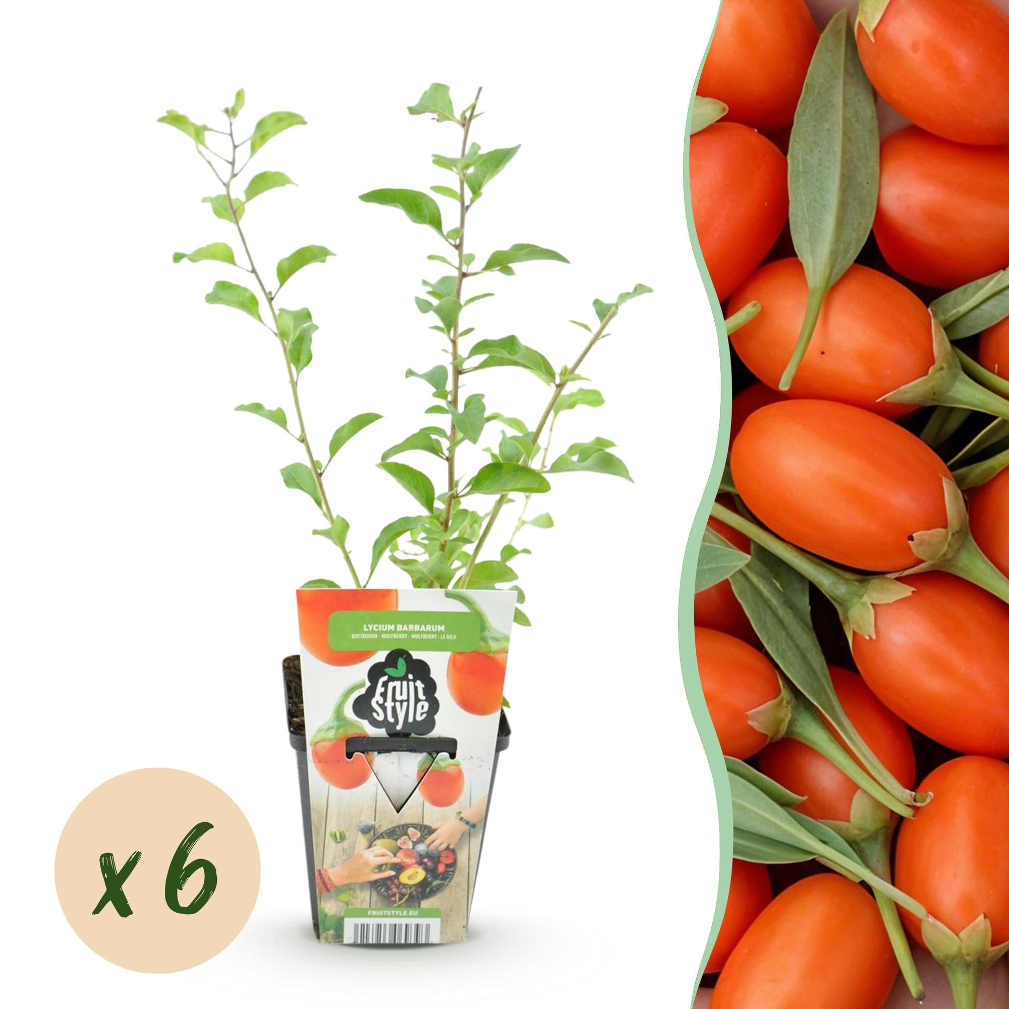 Green boutiQ - Fruitplanten - Goijbes - Lycium Barbarum - Winterhard - 6 Planten - Pot 9 cm - Oranje - Rode Vrucht
