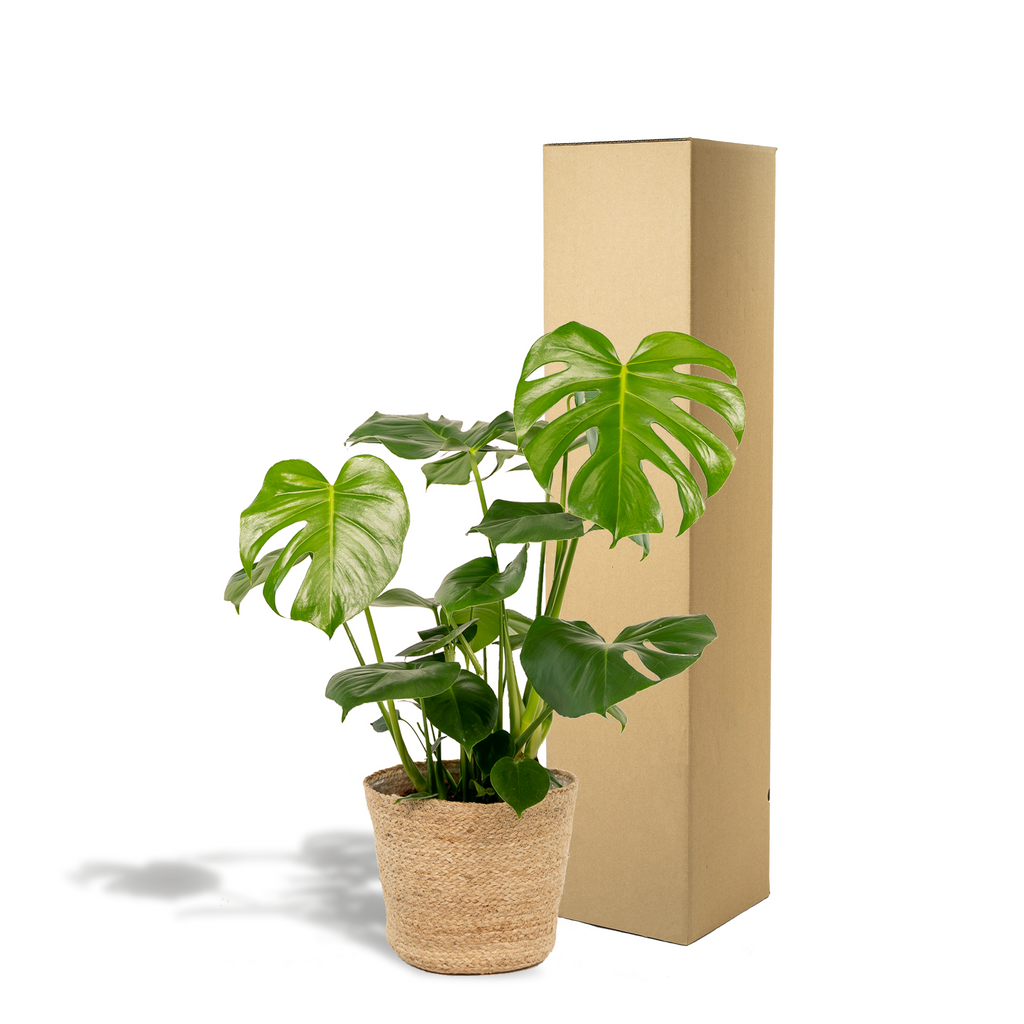 Monstera Deliciosa - ↨80cm - Ø21cm + Mand Selin