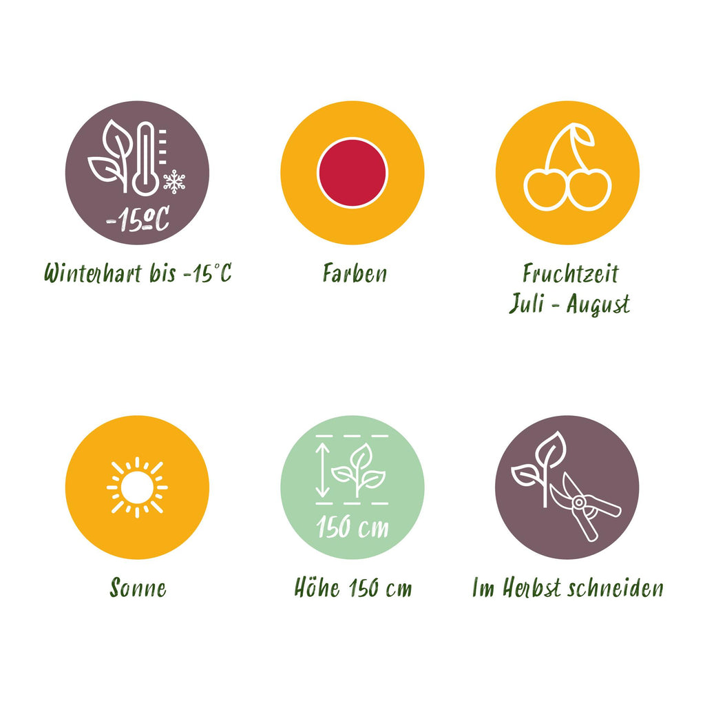 Green boutiQ - Fruitplanten - Framboos - Rubus idaeus Ottawa - Winterhard - 6 Planten - Pot 9 cm - Rode Framboos